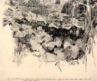 Foliage