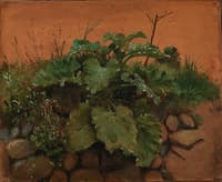 A Burdock and other Plants on a Stone Wall