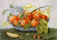 Apricots