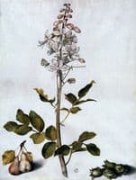 Branch of Dittany with Four Hazelnuts and Two Pears