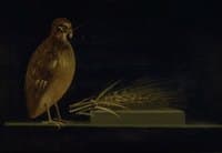A Quail Eating an Ear of Corn