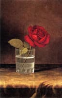 A Red Rose