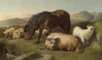 Sheep and a Pony
