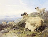 Sheep on a Mountainside