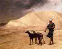 Team of Dogs in the Desert