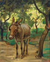 Donkey under Olive Trees