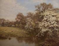 Hawthorn Blossoms