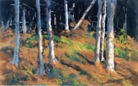 Where the Trees are Dying