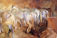 Bus Horses in Jerusalem
