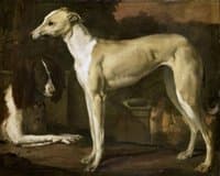 A Greyhound and a Spaniel