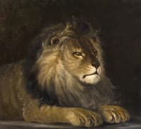 A Lion