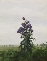 Canterbury Bells
