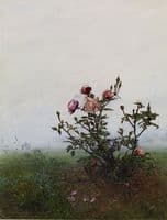 The Rosebush