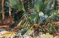 Palmettos, Florida