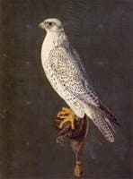Gyrfalcon