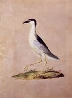 Night Heron