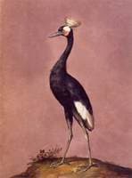 Black Crowned Crane