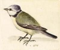 Blue Tit