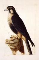 Aplomado Falcon on Gloved Hand