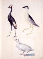 Black Crowned Creame, Night Heron, Albino Partridge