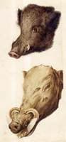 Nature Studies - Boar