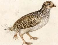 Quail with Three Feet