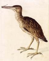 Young Little Bittern
