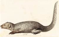 Study of an Indian Mongoose