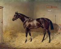 'Pearl Diver', a Bay Racehorse, in a Stable