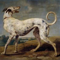 A White Dog