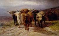 Cattle