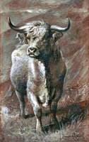 Highland Bull