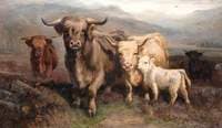 Highland Cattle