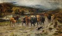 Highland Cattle on a Moorland