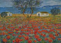 Poppy Field