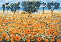 Poppy Field
