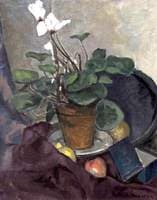 White Cyclamen