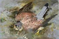 Kestrel Hawk