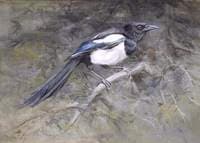 The Magpie