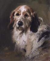 A Basset Hound