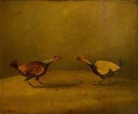 Cockfighting