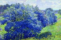 Blue Bush