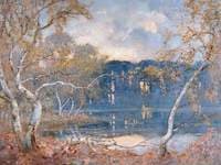 Birch Trees