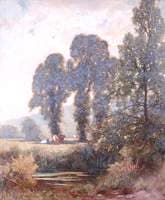 Cattle beneath Elms