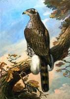 Peregrine Falcon