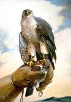 Trained Hawk on the Fist