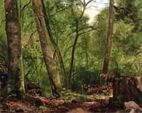 Scalp Level Landscape