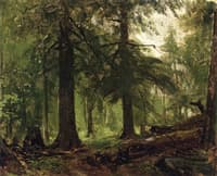Forest Interior