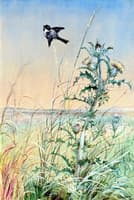 Chickadee and Thistle