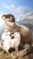 A Startled Ewe